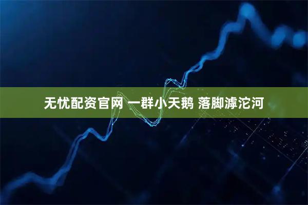 无忧配资官网 一群小天鹅 落脚滹沱河